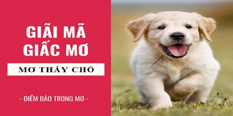 Mơ thấy con vật luôn là chủ đề nóng